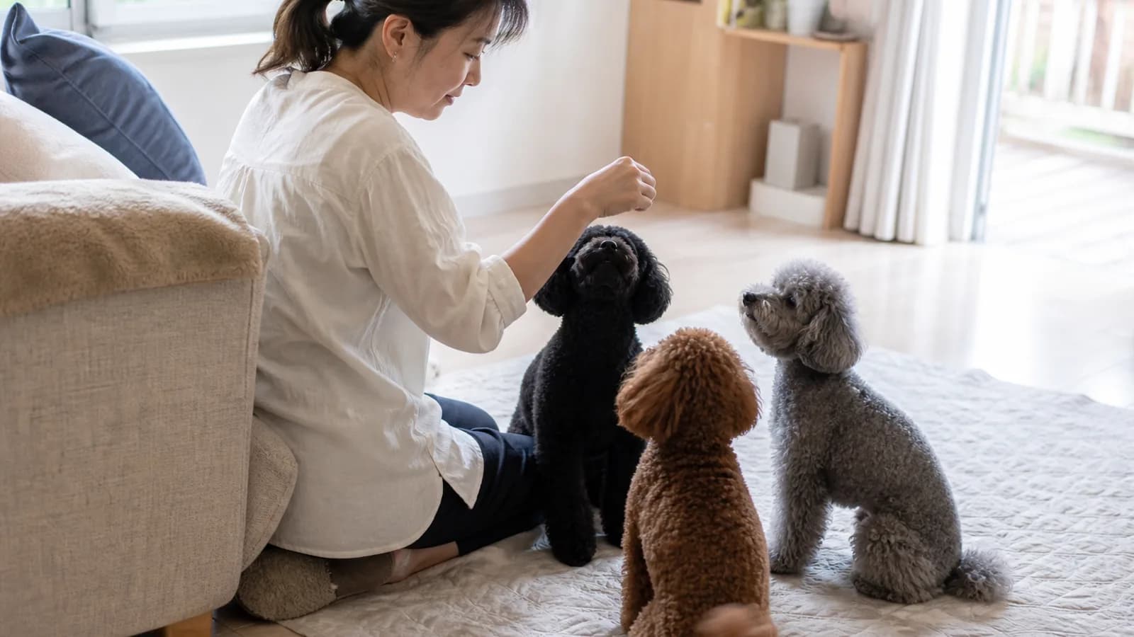 毛色の異なる3頭のトイプードル。毛色は親から子へ受け継がれる仕組みがある