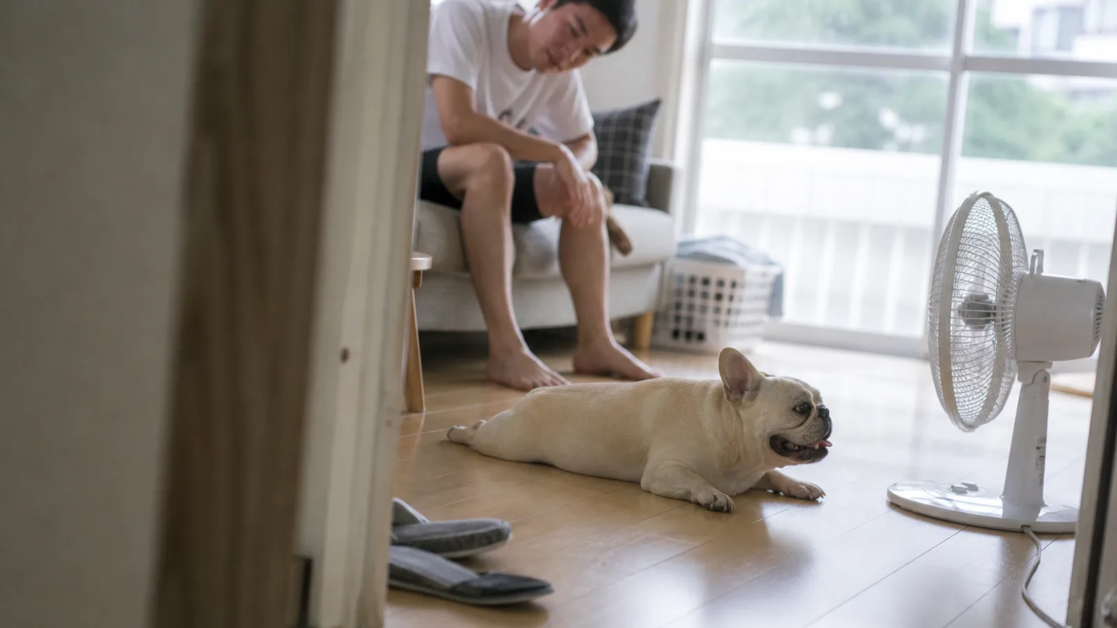 室内でリラックスするフレンチブルドッグ。体のつくりを知ることが日々の暮らしを整える手がかりになる