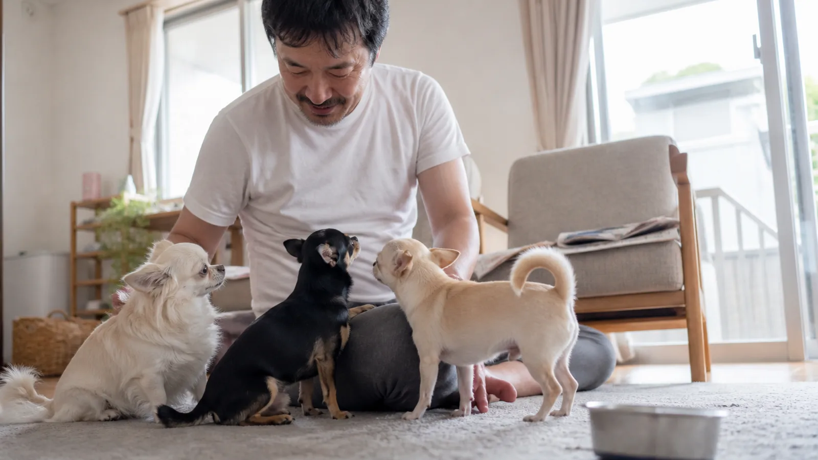 毛色の異なる3頭のチワワ。チワワはマール以外のほぼ全ての色調が認められている犬種