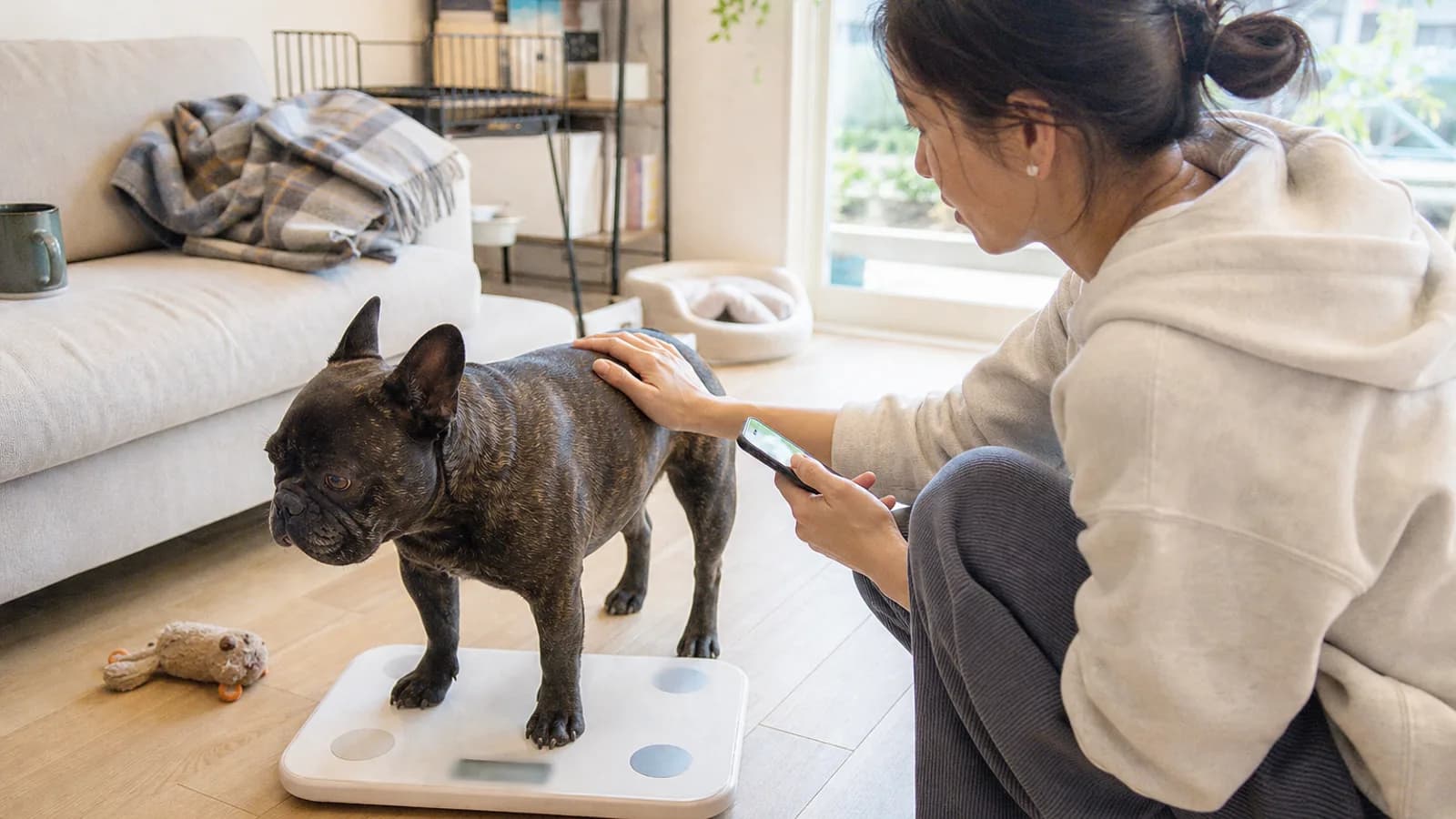体重を量られるフレンチブルドッグ。犬種標準には体高だけでなく体重の数字も定められている
