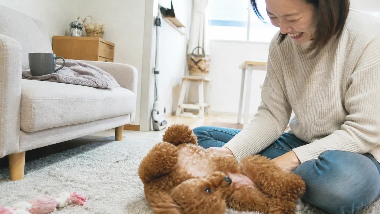 トイプードルの性格と特徴。賢さと甘えん坊な一面をあわせ持つ犬種