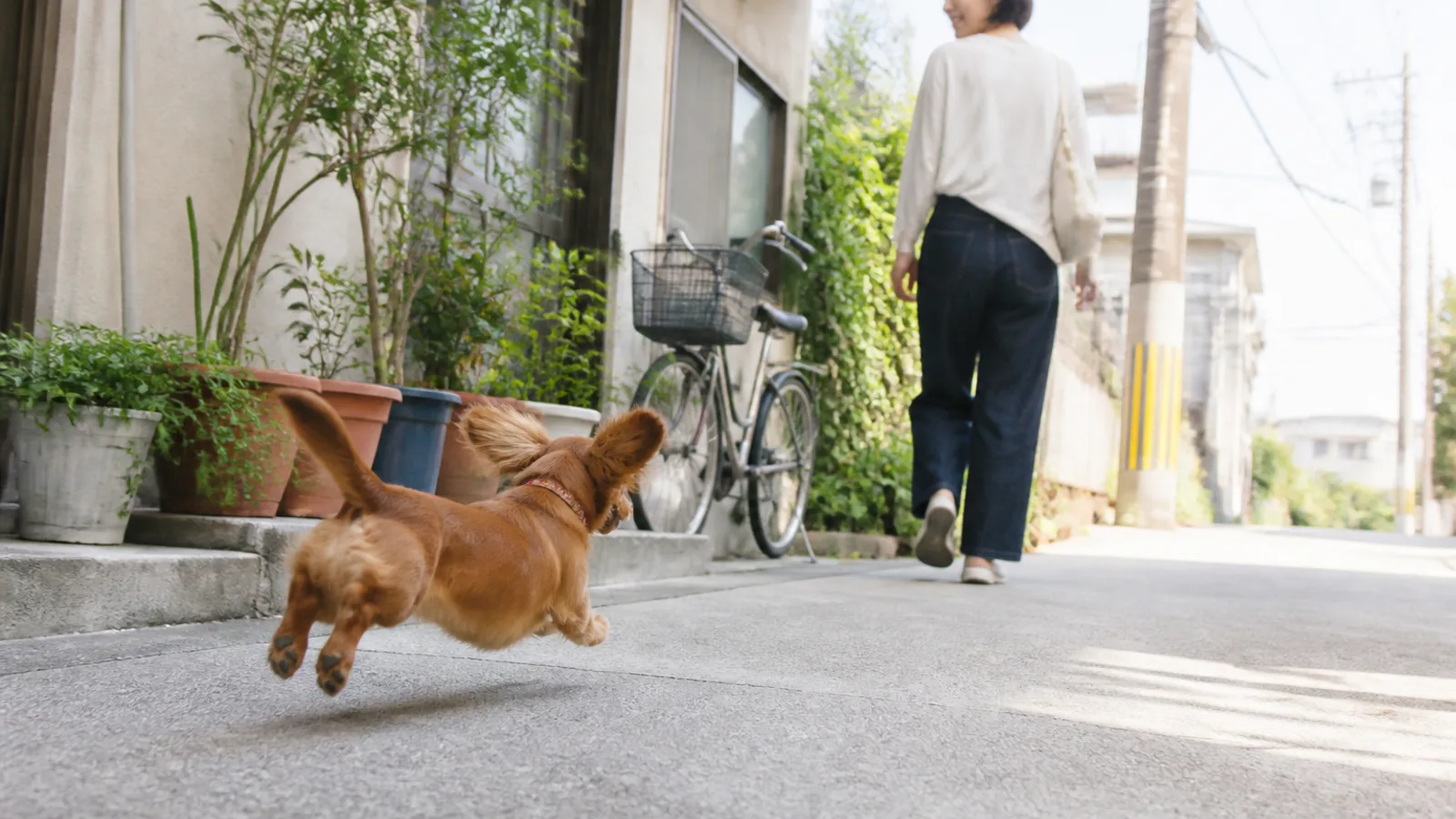 ミニチュアダックスフンドの性格と特徴。長い胴と短い脚が特徴の犬種