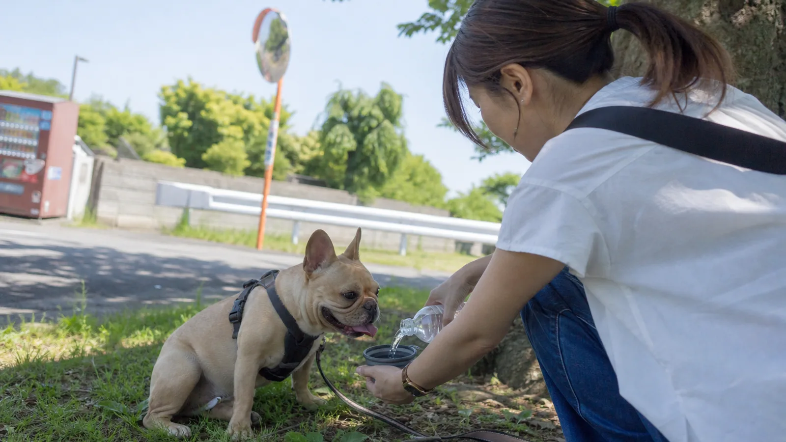 フレンチブルドッグの性格と特徴。短頭種として暑さへの配慮が必要な犬種
