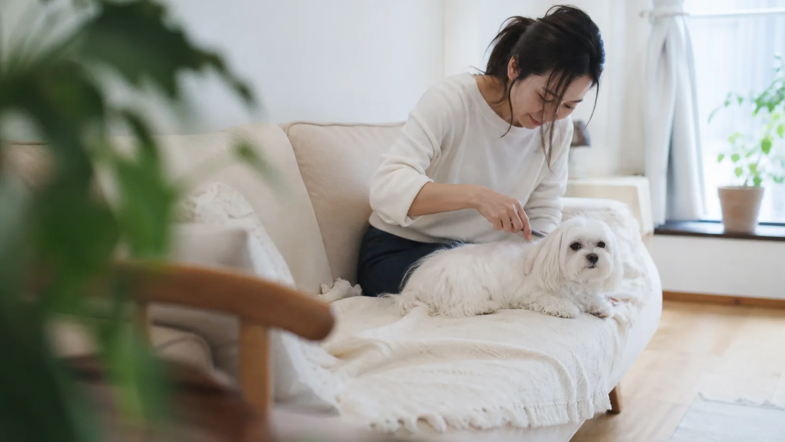 マルチーズの性格と特徴。純白の被毛と甘えん坊な一面を持つ犬種