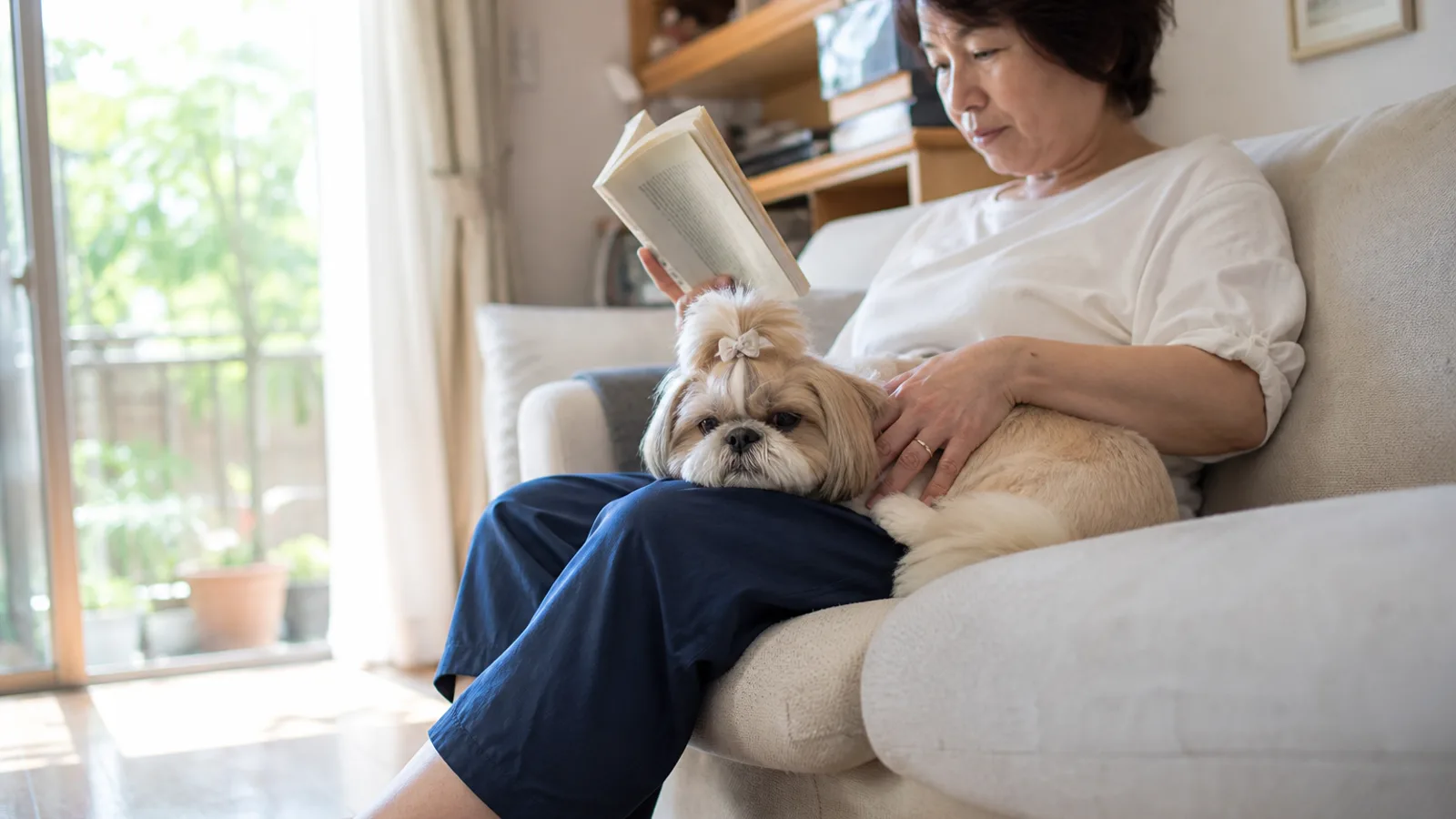 シーズーの性格と特徴。菊の花のような顔立ちと穏やかな気質を持つ犬種