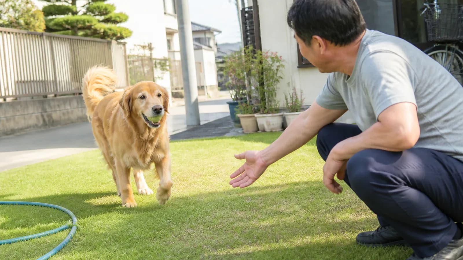 ゴールデンレトリーバーの性格と特徴。従順で優しい気質を持つ大型犬種