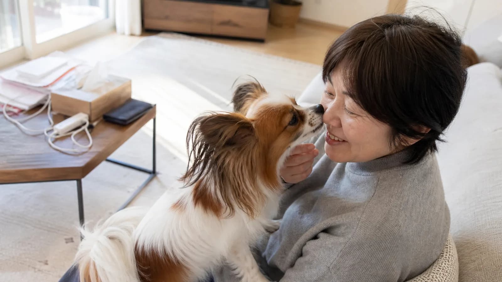 パピヨン（犬）の性格と特徴。蝶のような耳を持つ活発で気品ある小型犬種