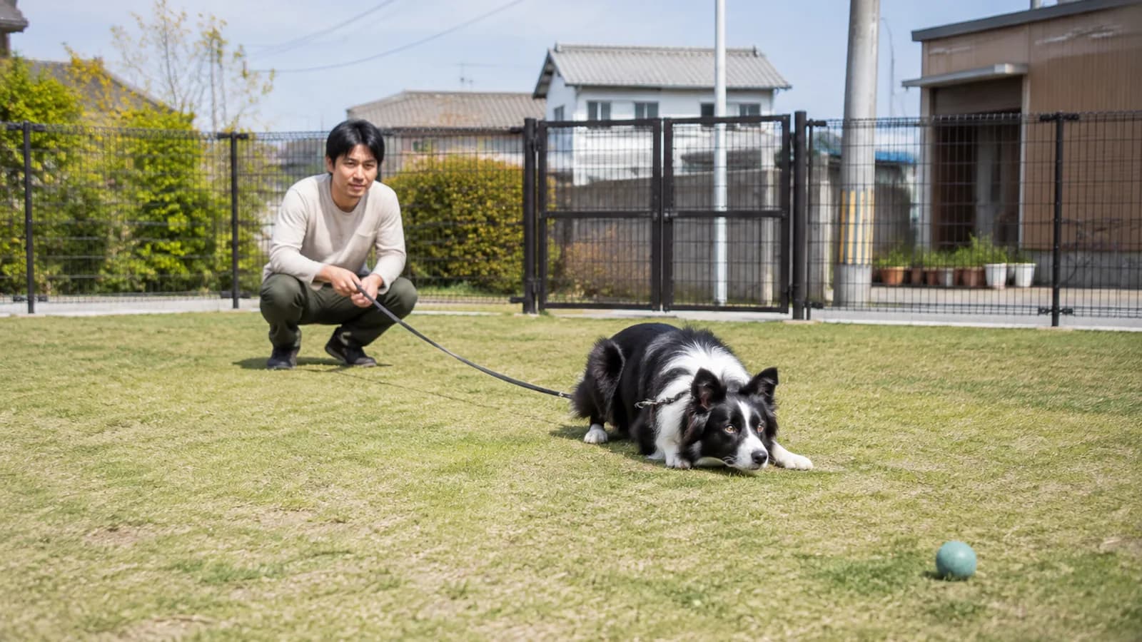 ドッグランでボールを待つボーダーコリーと飼い主。牧羊犬として磨かれてきた作業能力の高い犬種