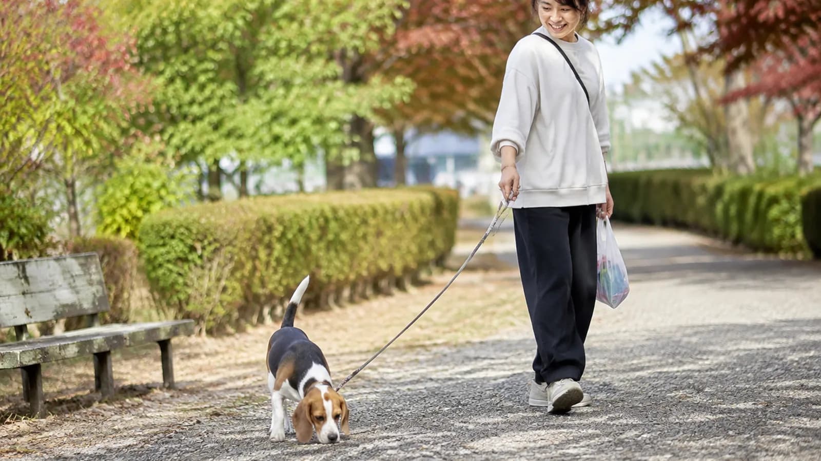 ビーグルの性格と特徴。群れで野ウサギを追う嗅覚ハウンドという成り立ちと、鳴き声で知られる理由