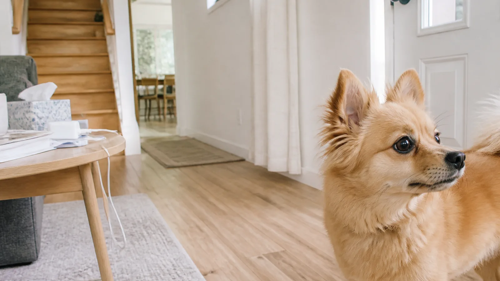 物音に反応するポメチワ。両親の犬種紹介にはどちらも『注意深い』という言葉が使われている
