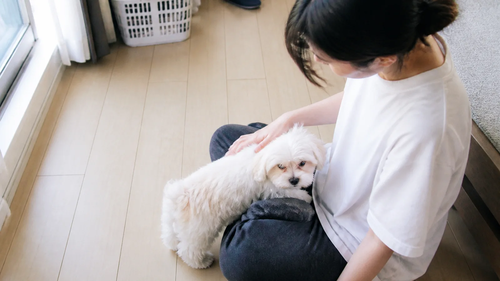 マルチーズとシーズーのミックス・マルシーズー。両親はどちらも体高と体重の両方が犬種標準で規定されている