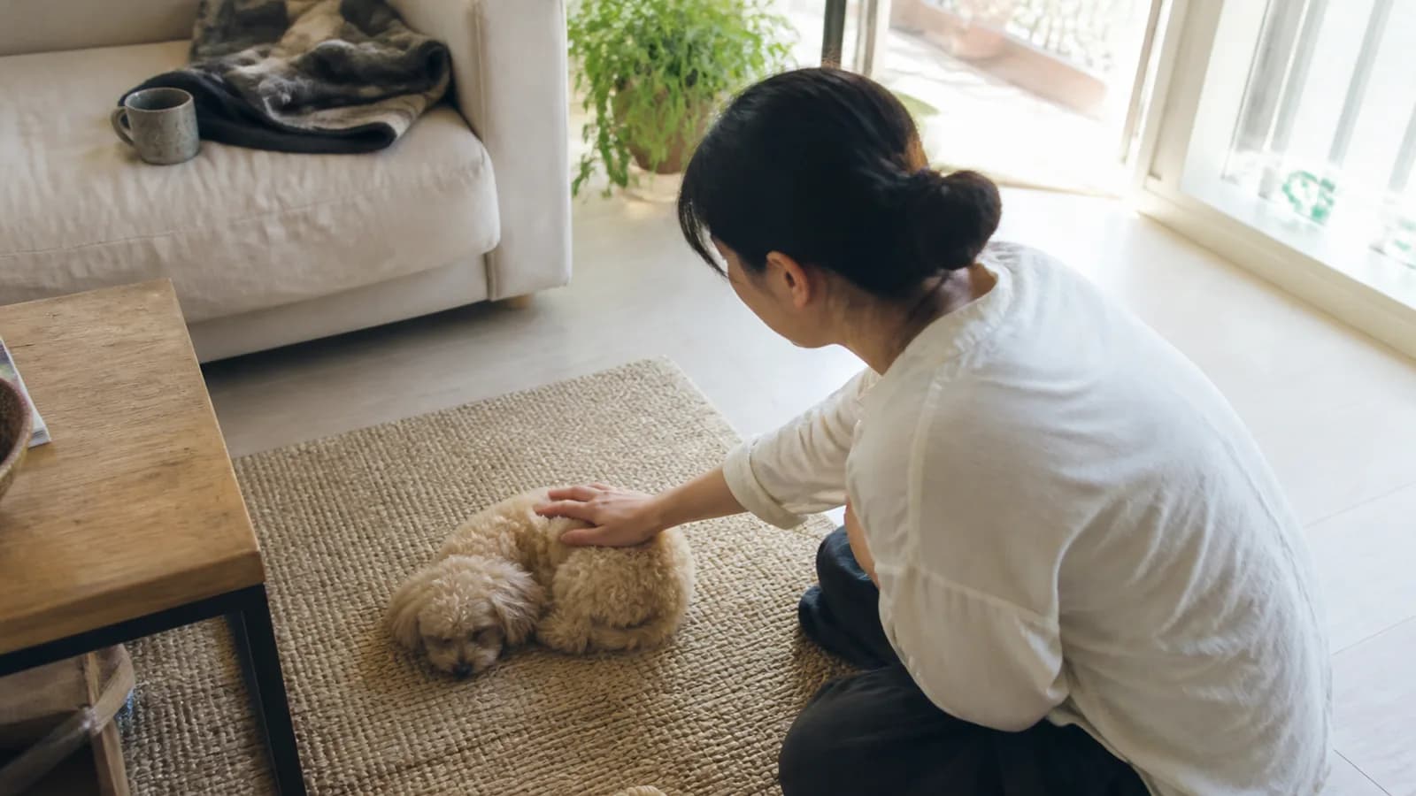 シー・ズーとトイ・プードルのミックス犬シープー。伸びる被毛と、抜けにくい毛質の組み合わせ
