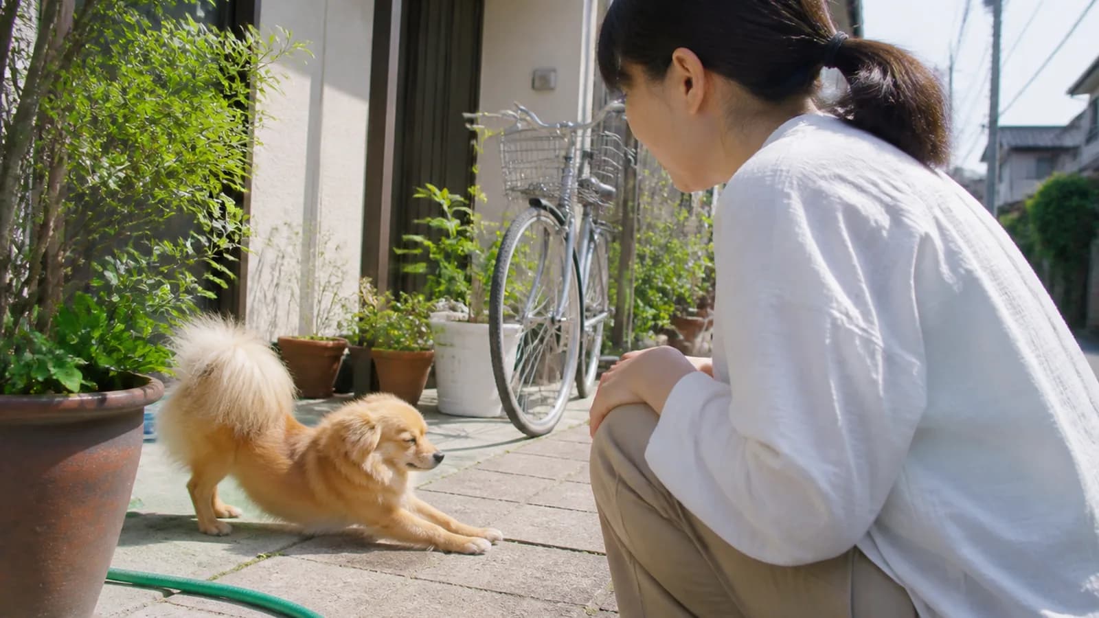 ポメラニアンとミニチュア・ダックスフンドのミックス犬ポメックス。丸いシルエットと胴長の体型が混ざり合う組み合わせ