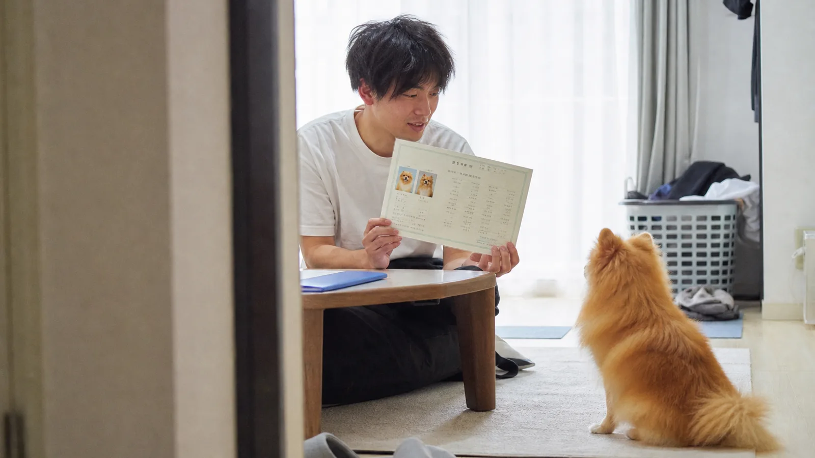 血統書の親犬の写真と、うちの子を見比べる飼い主。似ているところ、似ていないところを探す時間