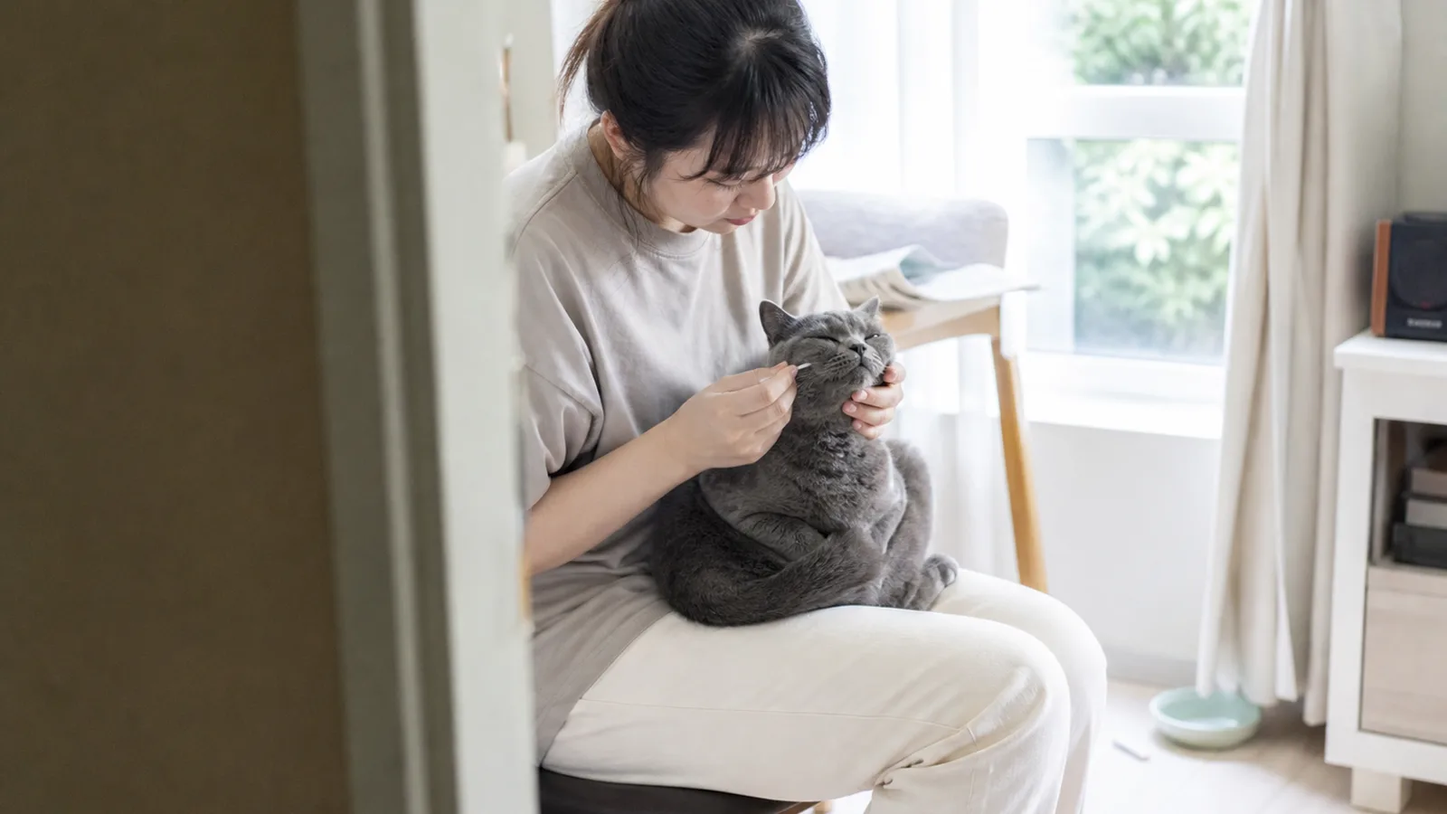 猫の遺伝子検査は口腔内のサンプル採取から始まる。血液型など猫ならではの検査項目がある