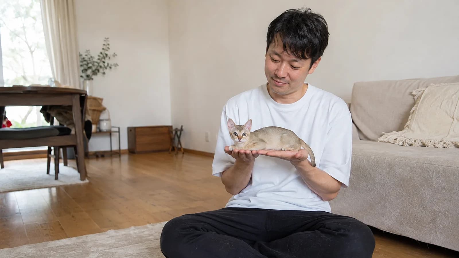 シンガプーラを抱き上げて体重を量ろうとする飼い主。『世界最小』という紹介と品種標準の記述の違いを家系図で記録する