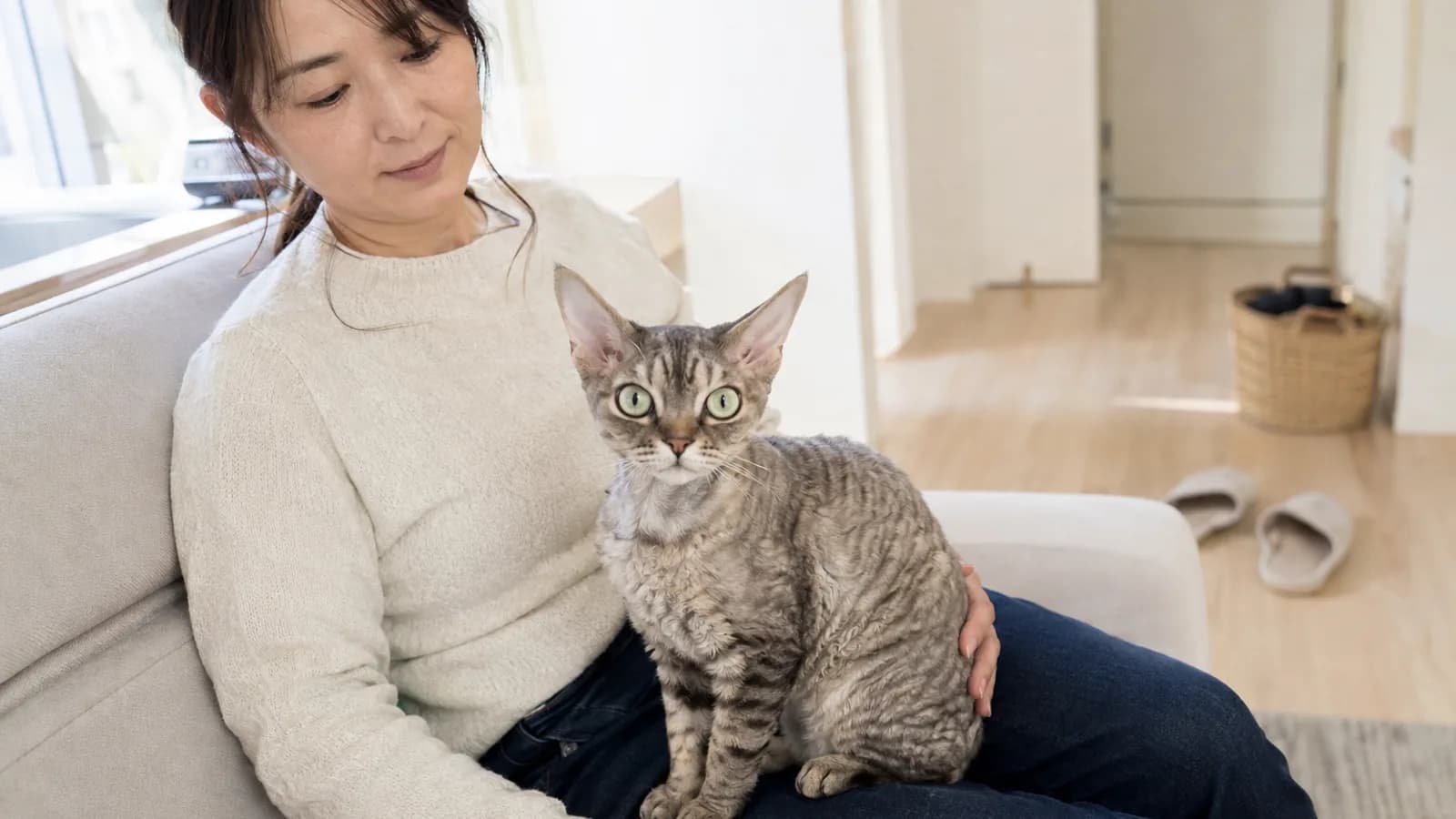 デボンレックスの性格と特徴。似た見た目の巻き毛の猫種とは別の遺伝子で、この巻き毛が起きていることについて