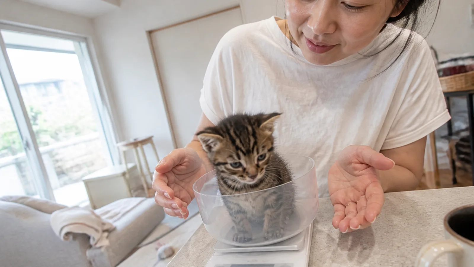体重計に乗る子猫。生まれたときはわずか100g前後から始まる