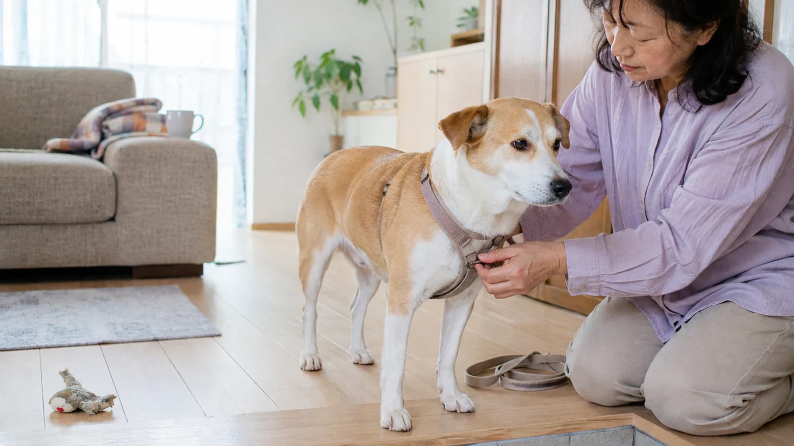 玄関の上がりがまちで、中型の短毛ミックス犬に布製の胴輪を着ける女性と、床に置かれたリード