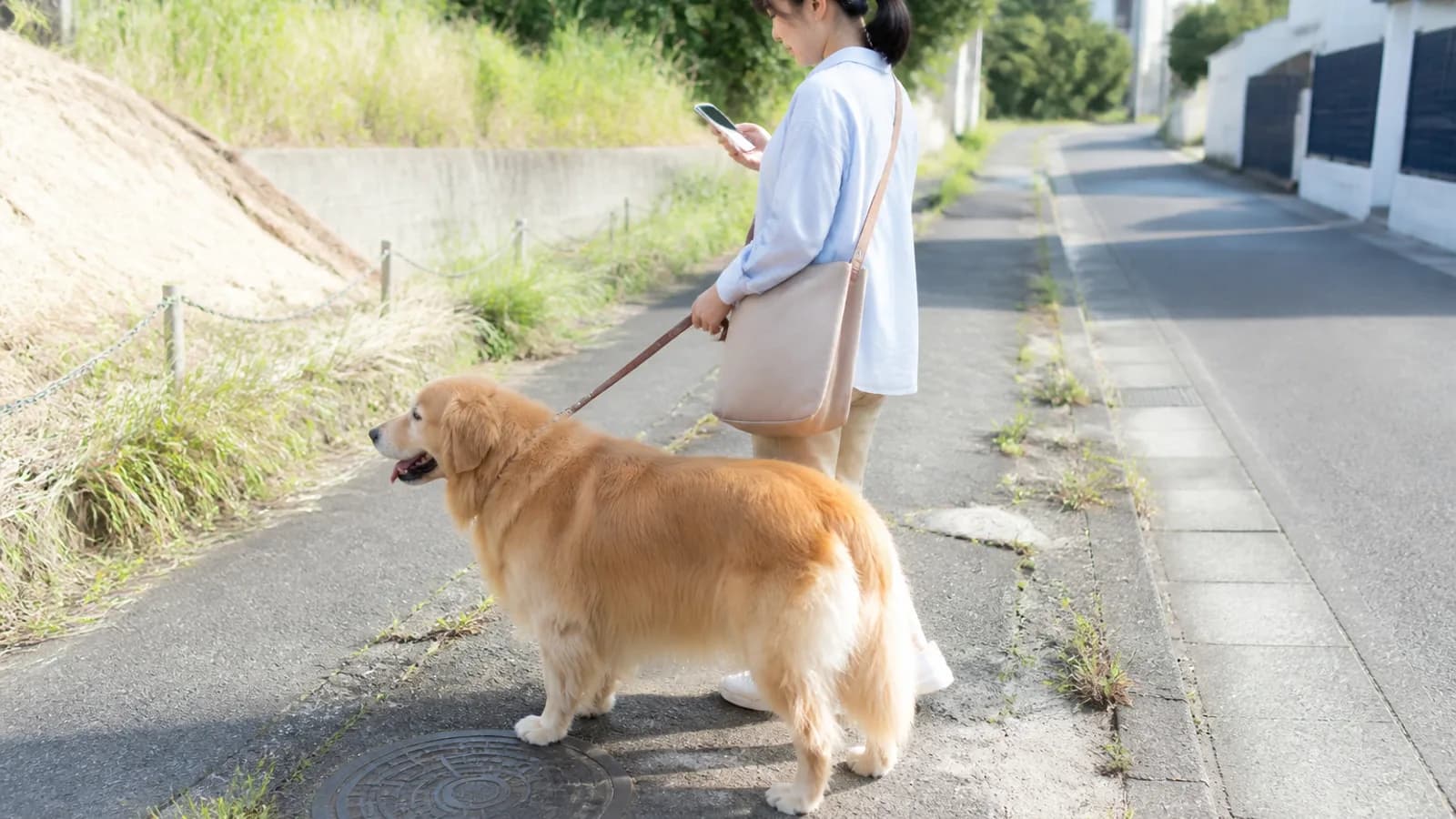 歩道でスマホを見ながら立つ女性と、その横に立つ成犬のゴールデン・レトリーバー。犬の肩が女性の膝の上あたりまである