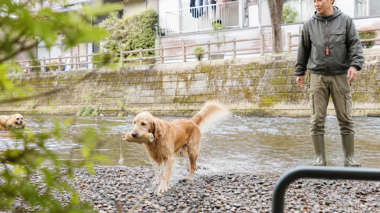 浅い川からダミーをくわえて上がってくる、ずぶ濡れのゴールデン・レトリーバーと、岸で笛を首に下げて待つ男性