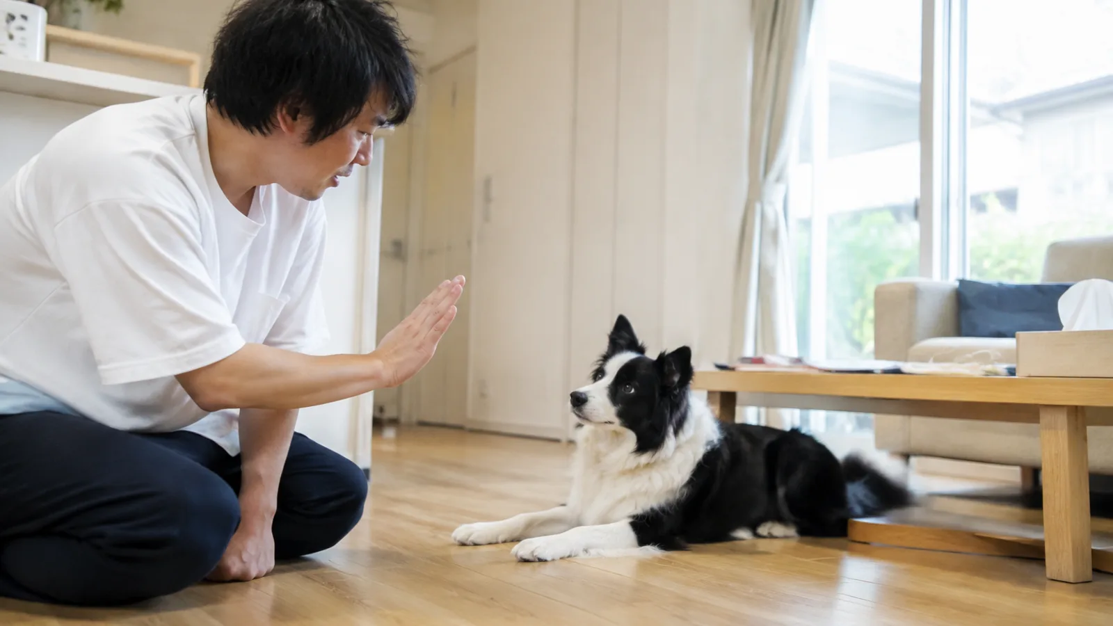 開いた手のひらの合図をまっすぐ見ながら伏せる白黒のボーダー・コリーと、合図を出す男性