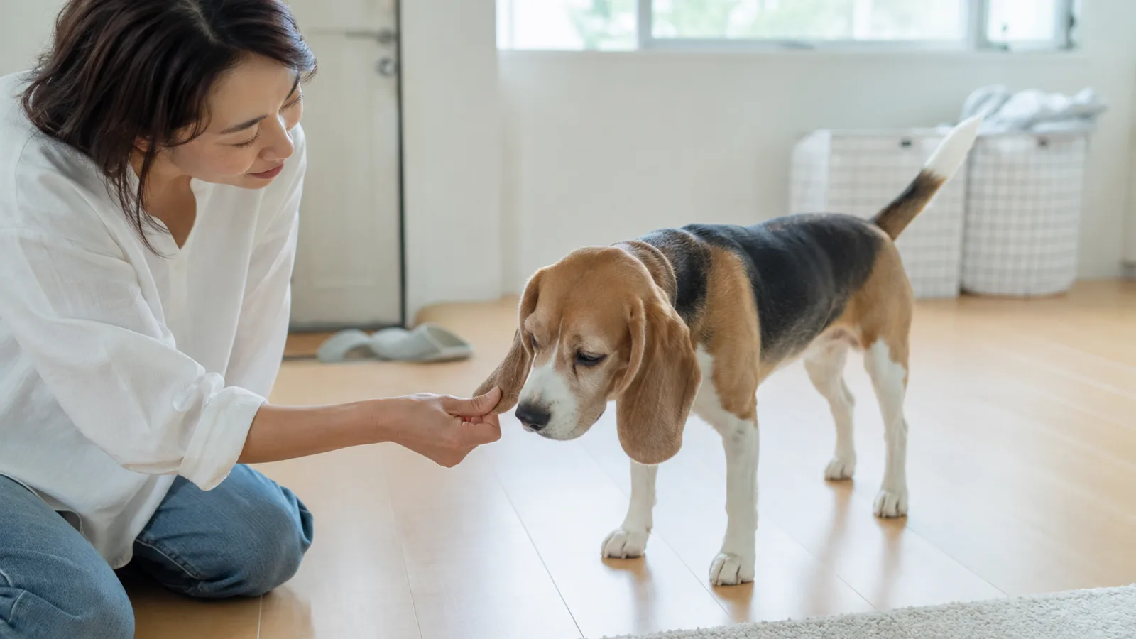 長い垂れ耳を前へそっと引き出され、耳の先が鼻先近くまで届いているトライカラーのビーグルと、床にひざをついた女性