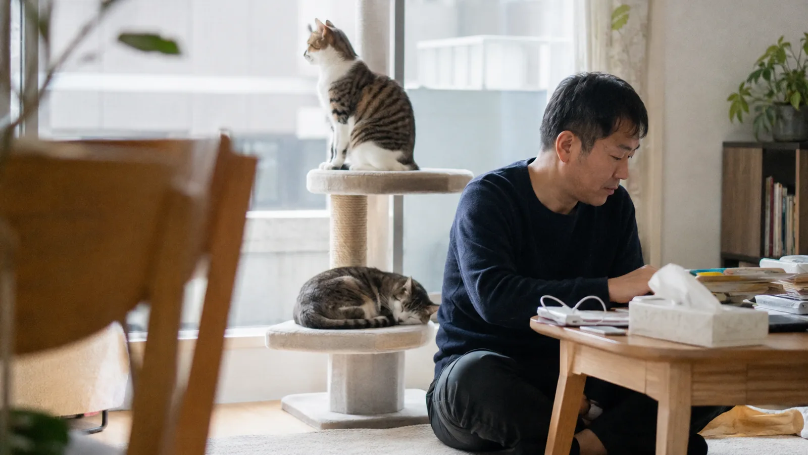 窓辺のキャットタワーの上の段で外を見て座る小柄な猫と、下の段で丸くなって休む体格の大きい猫、床に座って手元の作業をする男性