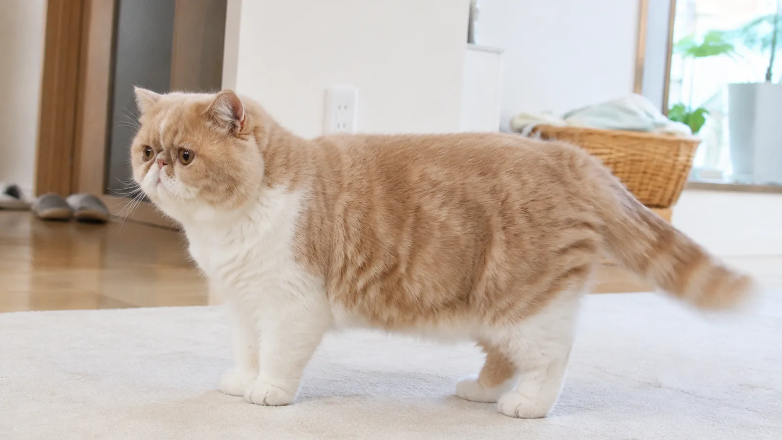 明るいリビングの淡いラグに真横を向いて立つエキゾチックショートヘアの全身。短くがっしりした胴と太く短い脚、大きく丸い頭と短く平らな顔が見える