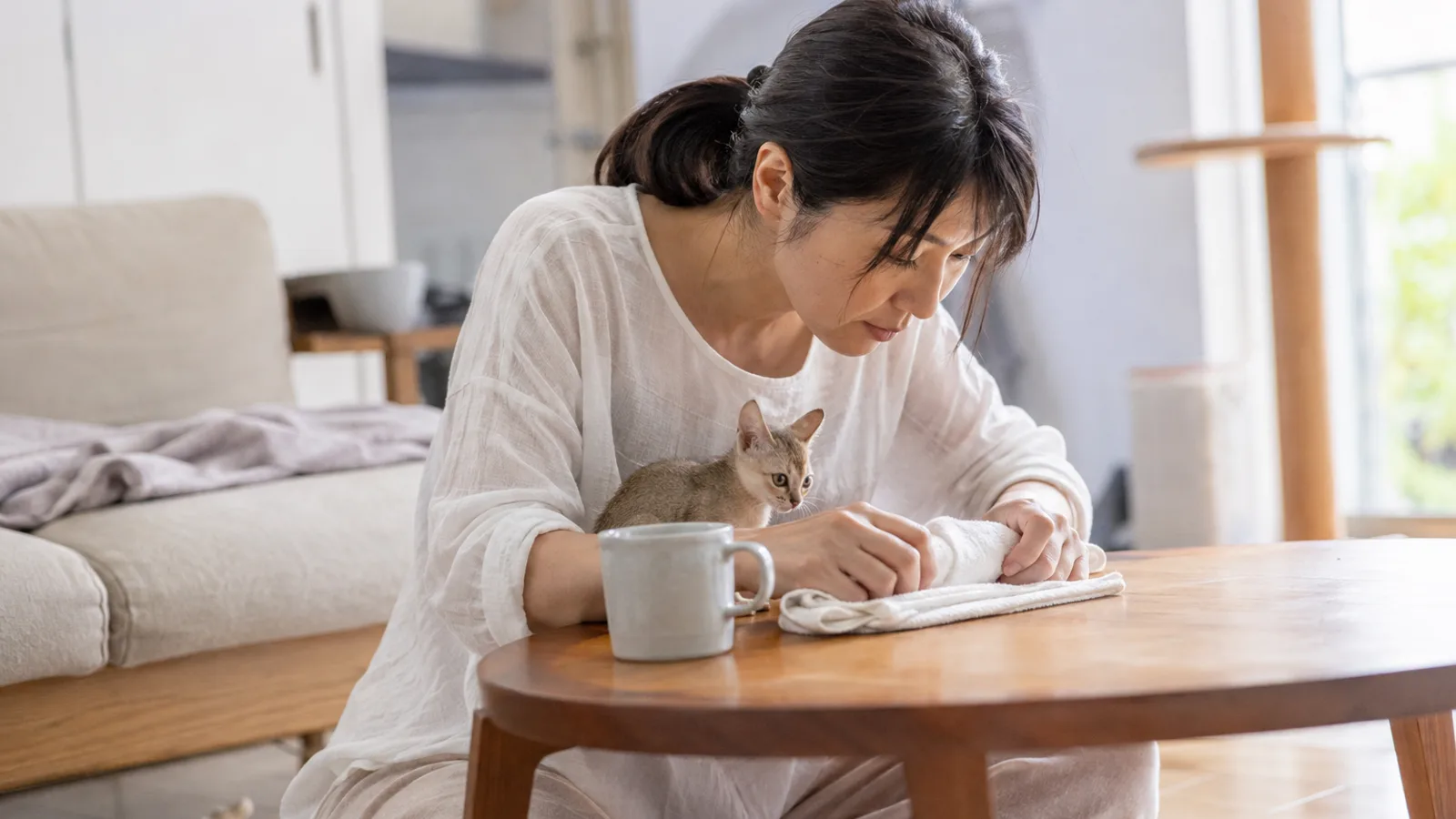 低いテーブルでタオルをたたむ女性の手元をのぞきこむ小柄なシンガプーラ。すぐ横のマグカップや女性の手と並び、体の小ささが分かる