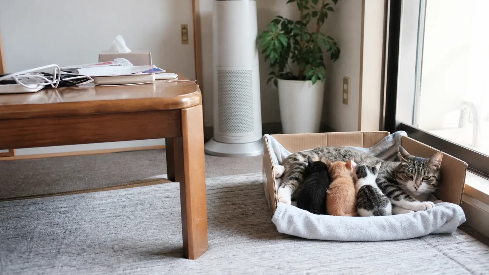 段ボール箱の中で子猫に授乳するキジ白の母猫。子猫は黒・茶トラ・キジ白と柄がそれぞれ違う