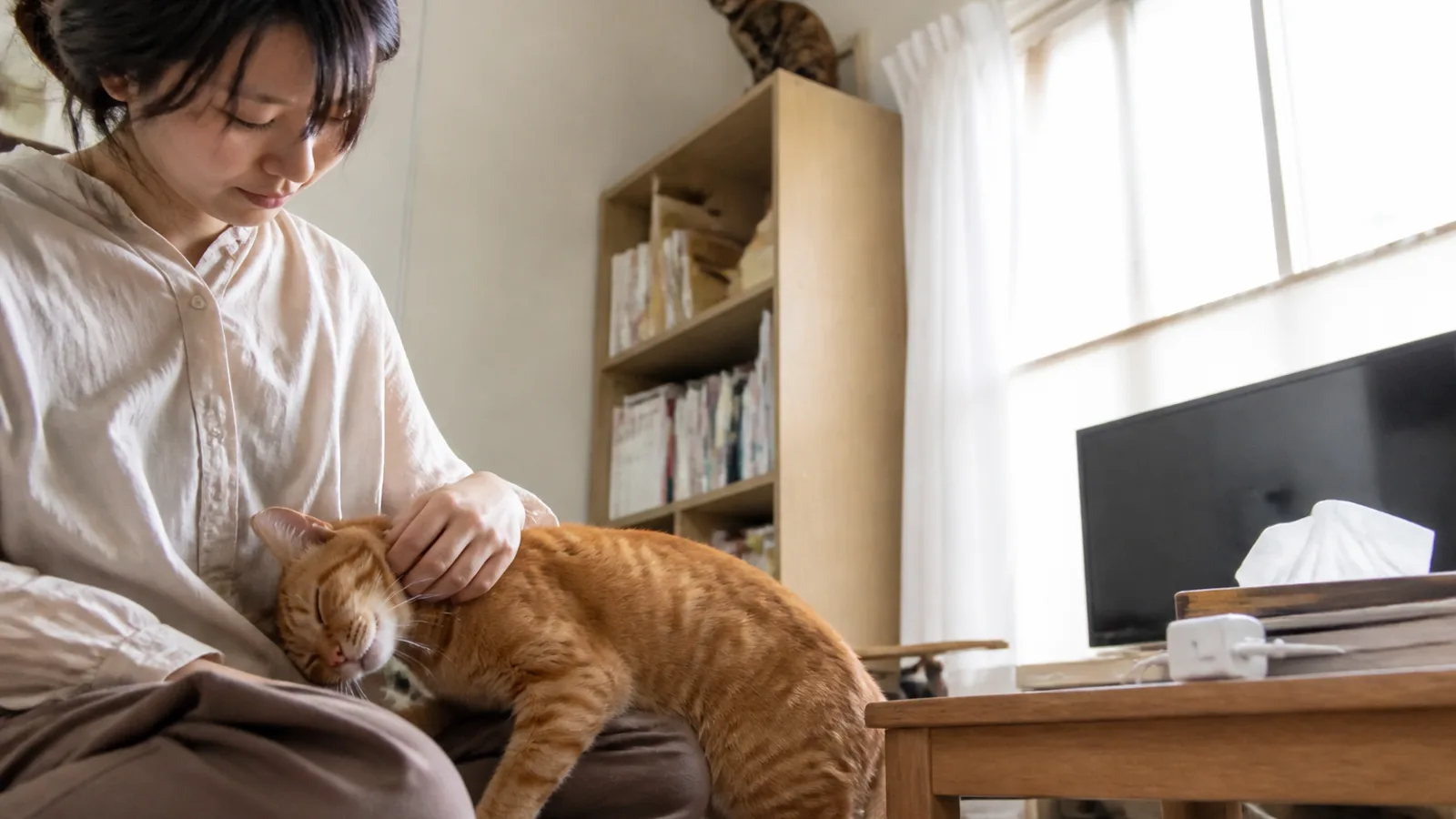 床に座る女性の膝に頭をこすりつける茶トラと、本棚の上から見下ろすサビ猫