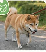 もち（柴犬ミックス・男の子）の写真