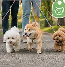 3頭でおさんぽするオフ会のようす