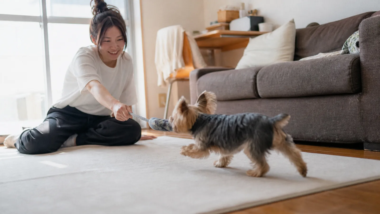 膝蓋骨脱臼(パテラ)に配慮した住環境で暮らす小型犬