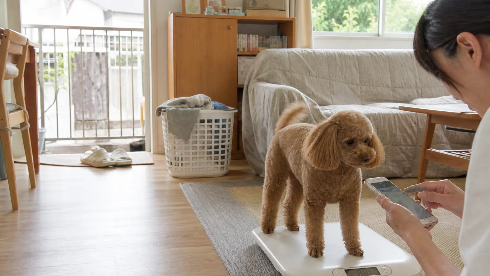 体重を量られるトイプードル。犬種標準が定めているのは体高で、体重の数字は書かれていない