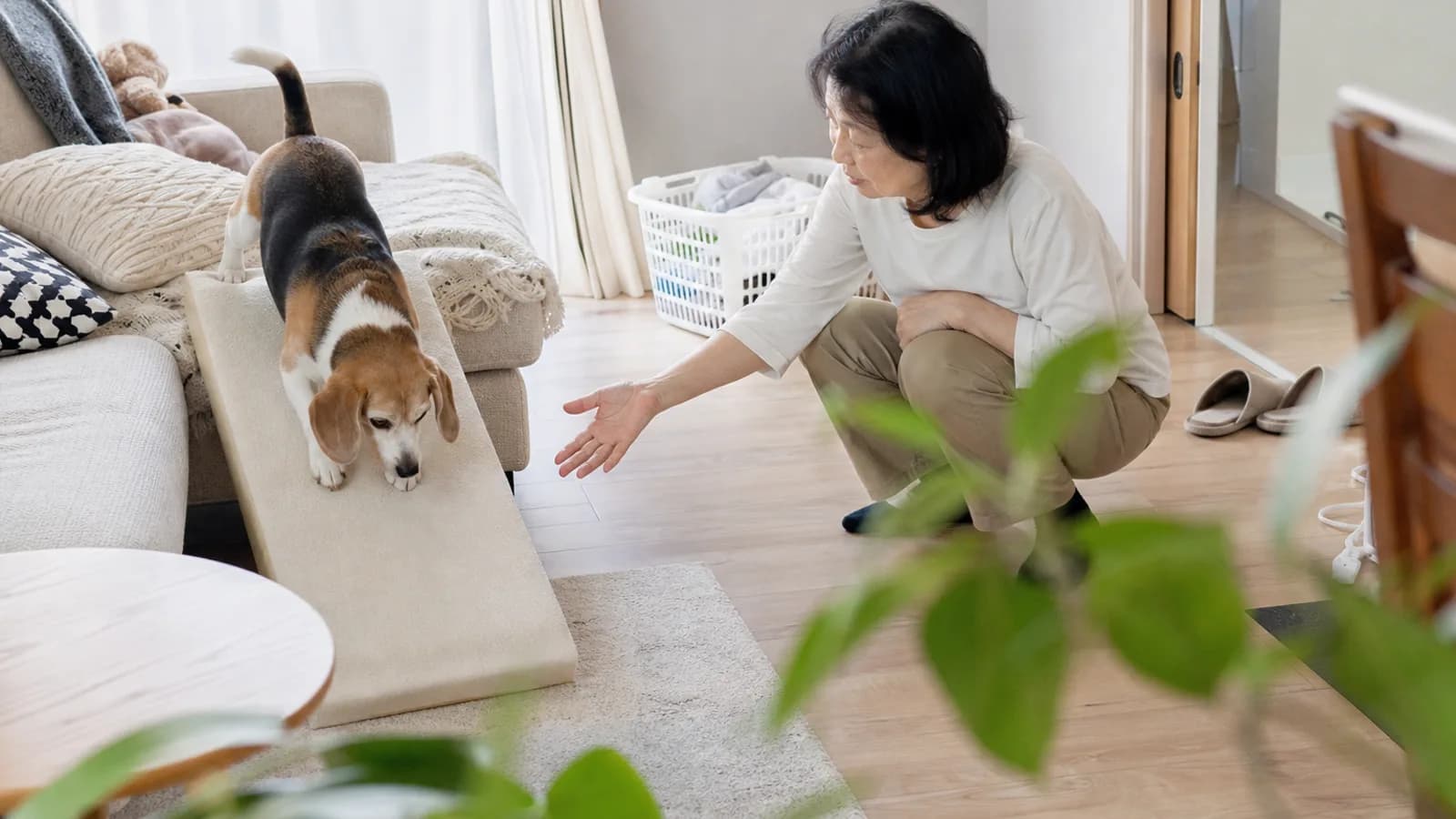 腰にやさしい環境で暮らす犬。椎間板ヘルニアは特定の犬種で起こりやすいことが遺伝学的に報告されている