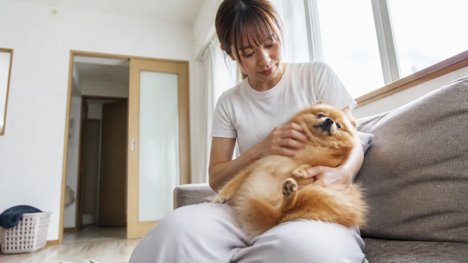 ポメラニアンの遺伝病。気管虚脱・脱毛症Xなど報告の多い病気を家系で理解する