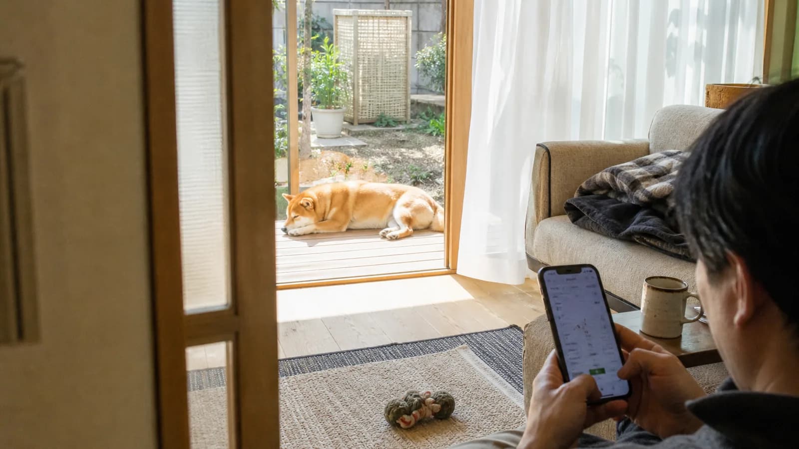 体重を記録される柴犬。犬種標準が定めているのは体高だけで、体重の数字は書かれていない