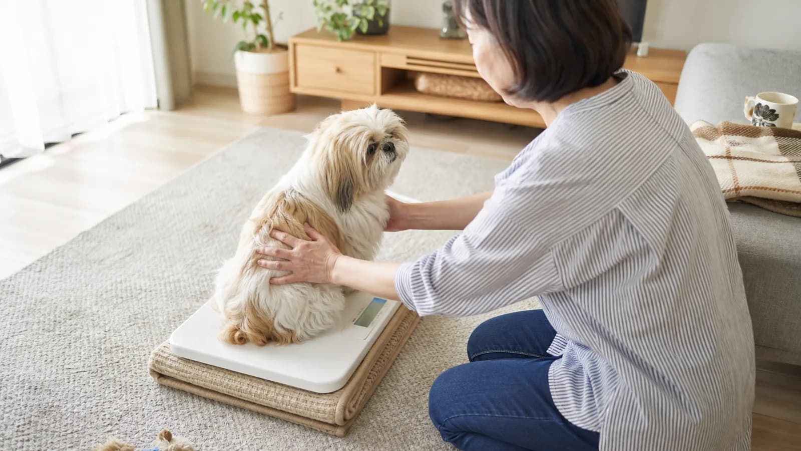体重を量られるシーズー。犬種標準は体重を4.5〜8kgという幅で定めている