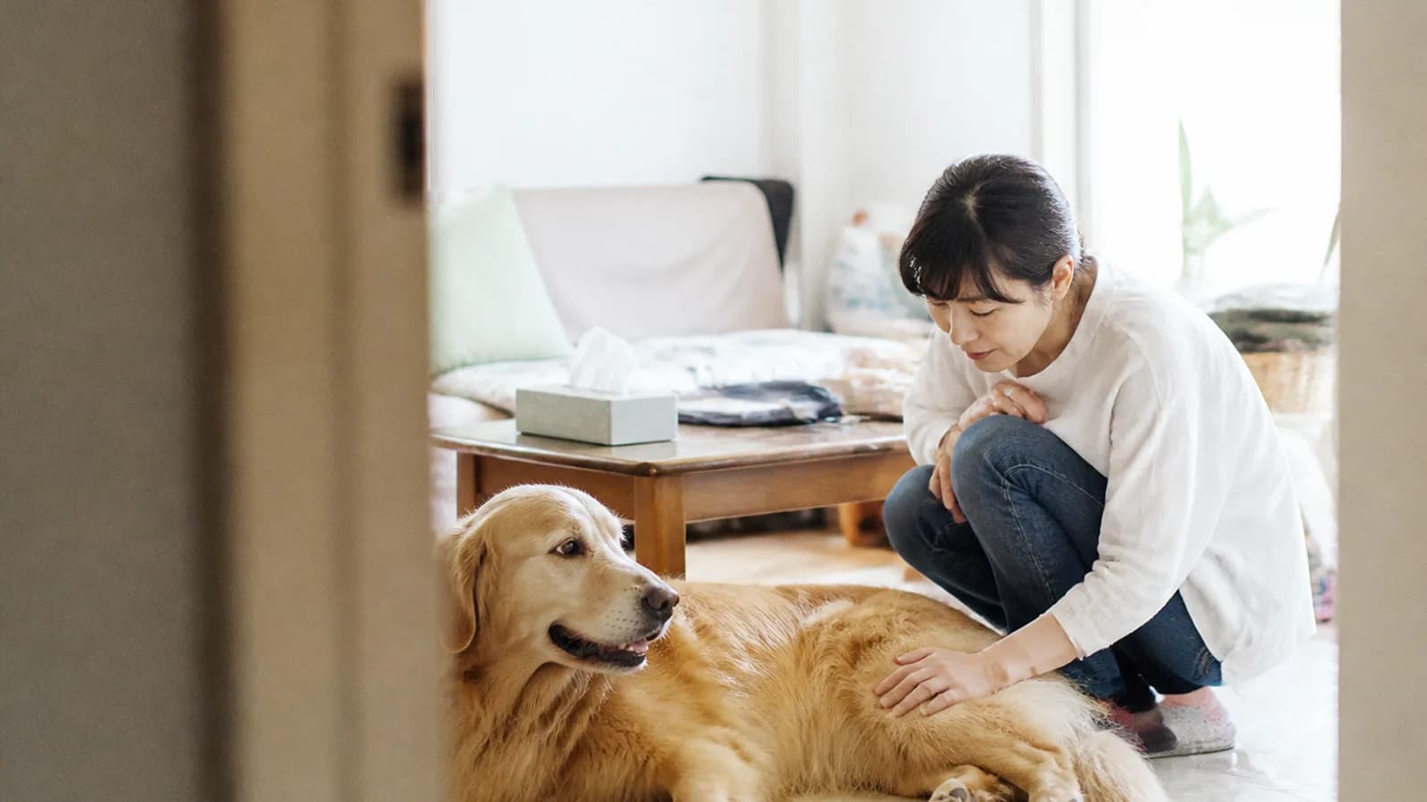 ゴールデンレトリーバーと暮らす飼い主。大型犬で報告が多いとされる病気を家系で理解する