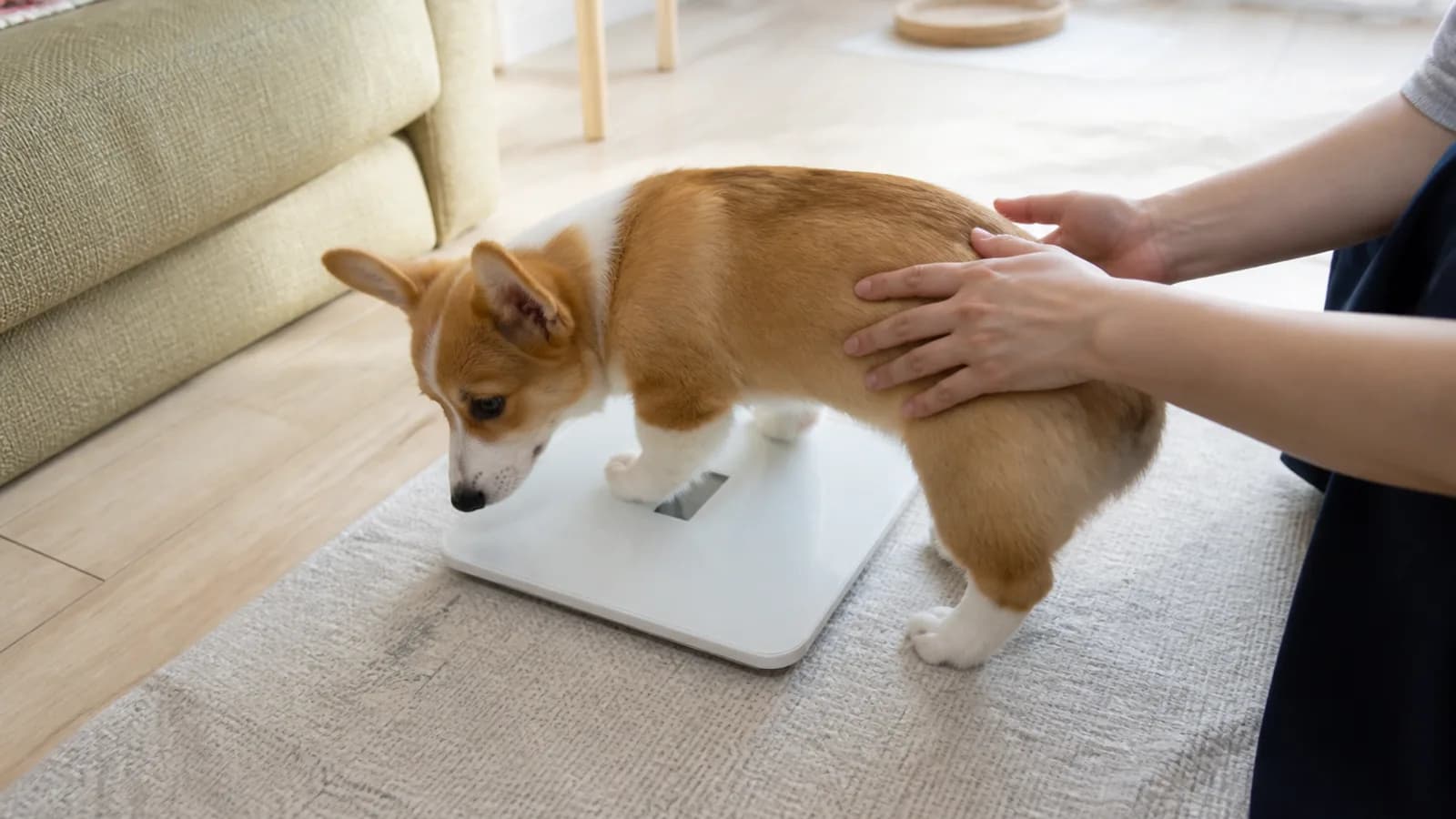 体重を量られるコーギーの子犬。JKC犬種標準には牡10〜12kg・牝9〜11kgという体重の数値がある