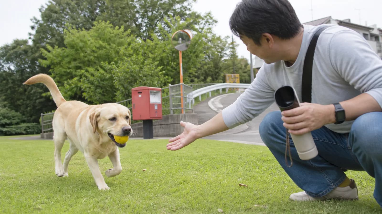 ボール遊びの合間に休むラブラドールレトリーバーと飼い主。運動・目・関節にまつわる体質を家系で理解する