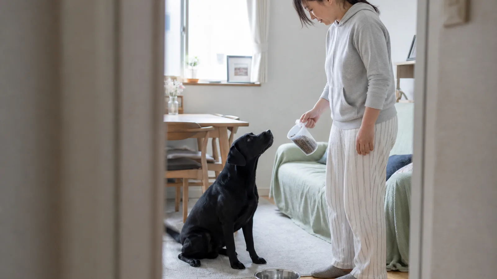 食事の前に座って待つラブラドールレトリーバー。太りやすいとされる犬種として、体重と食事の記録が役立つ