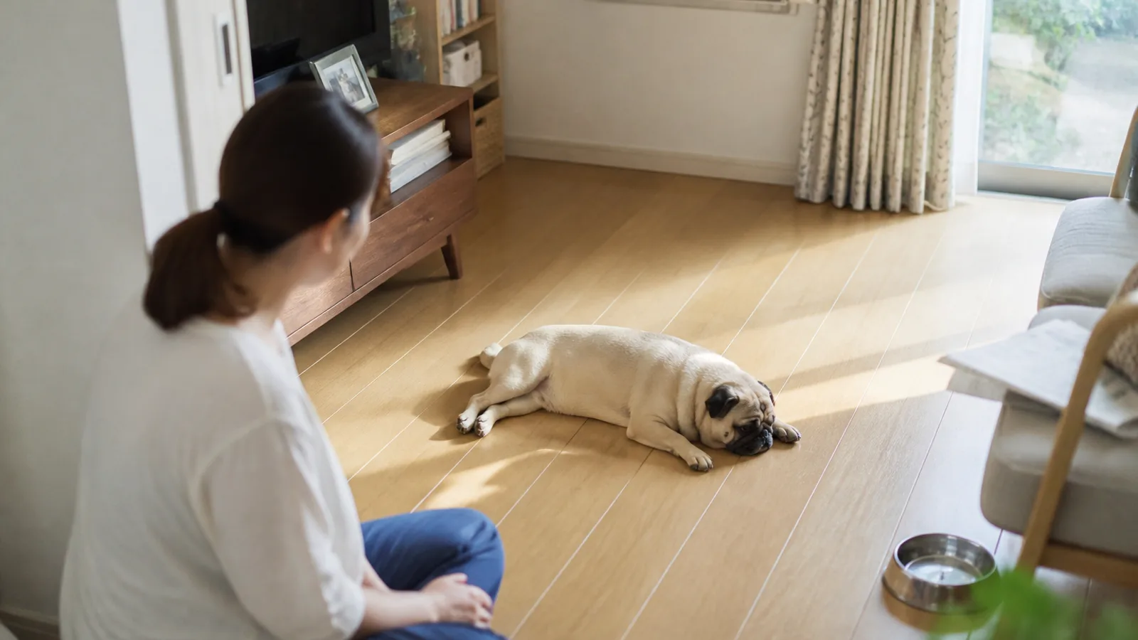 室内で休むパグ。短頭種は体のつくりから、暑さや呼吸への配慮が知られている
