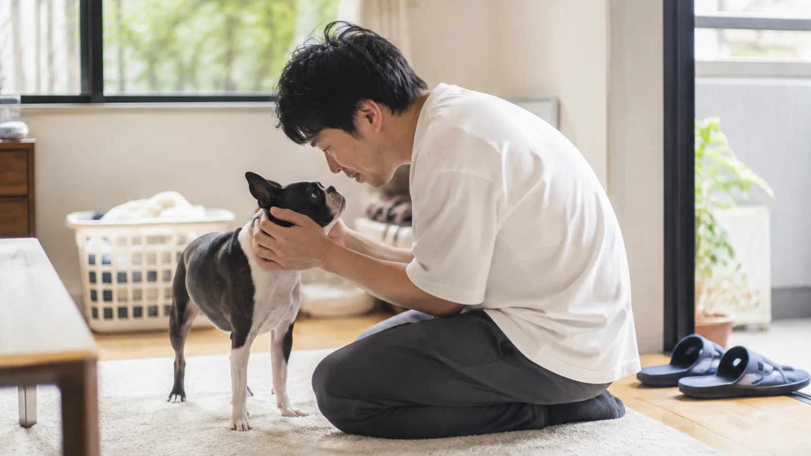 目を見せてくれる犬と飼い主。遺伝性の白内障が報告される犬種と、家系で残す目の記録