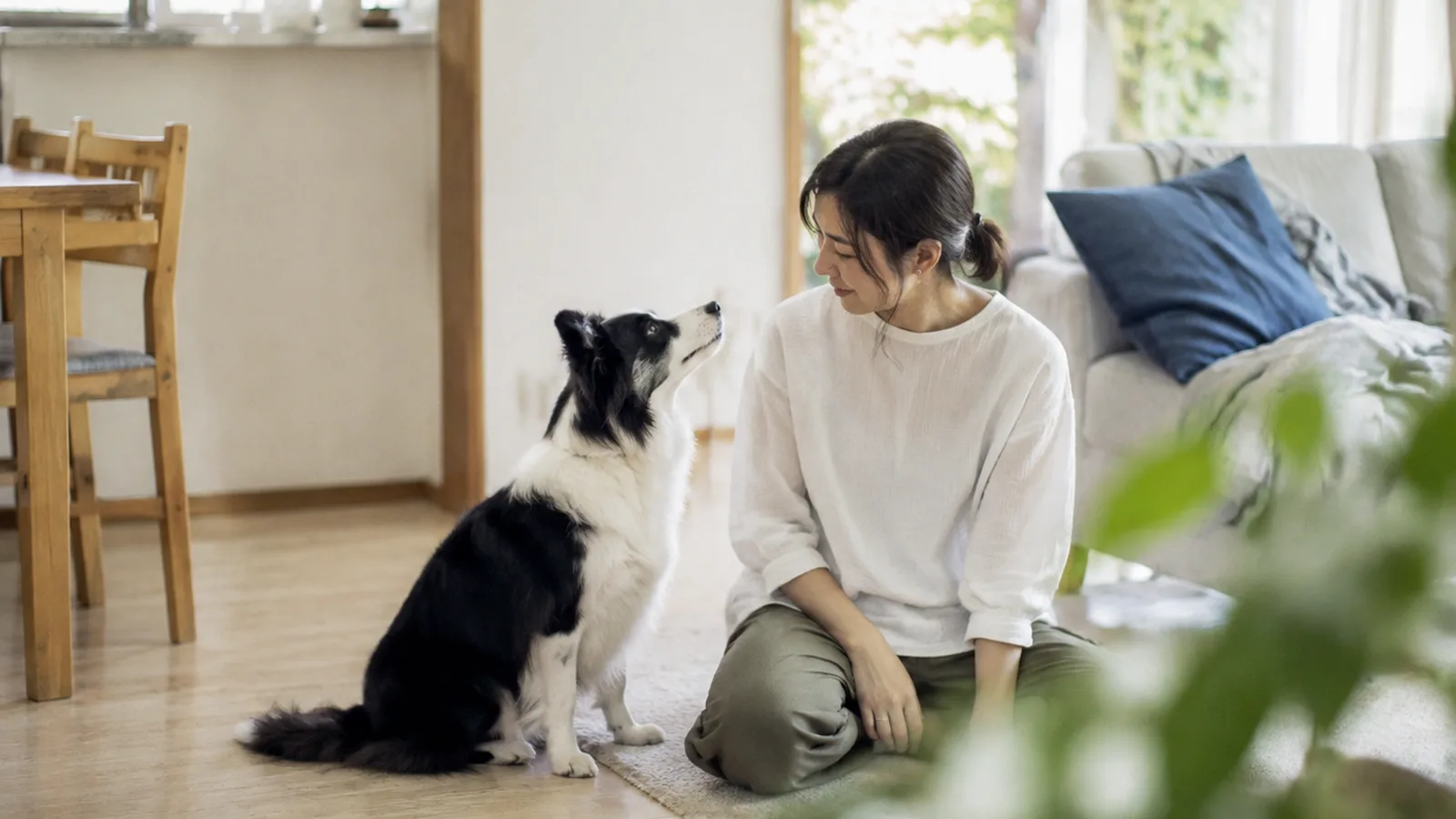 飼い主のそばで座るボーダーコリー。CL症・目・薬の相性にまつわる体質を家系で理解する