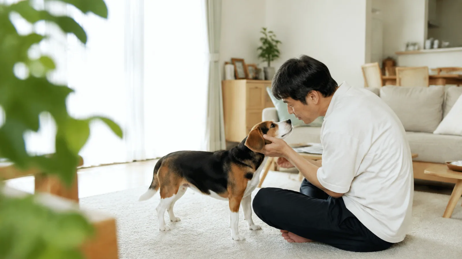 ビーグルのかかりやすい病気と遺伝病。緑内障の研究で名前が挙がる犬種と、家系での備え