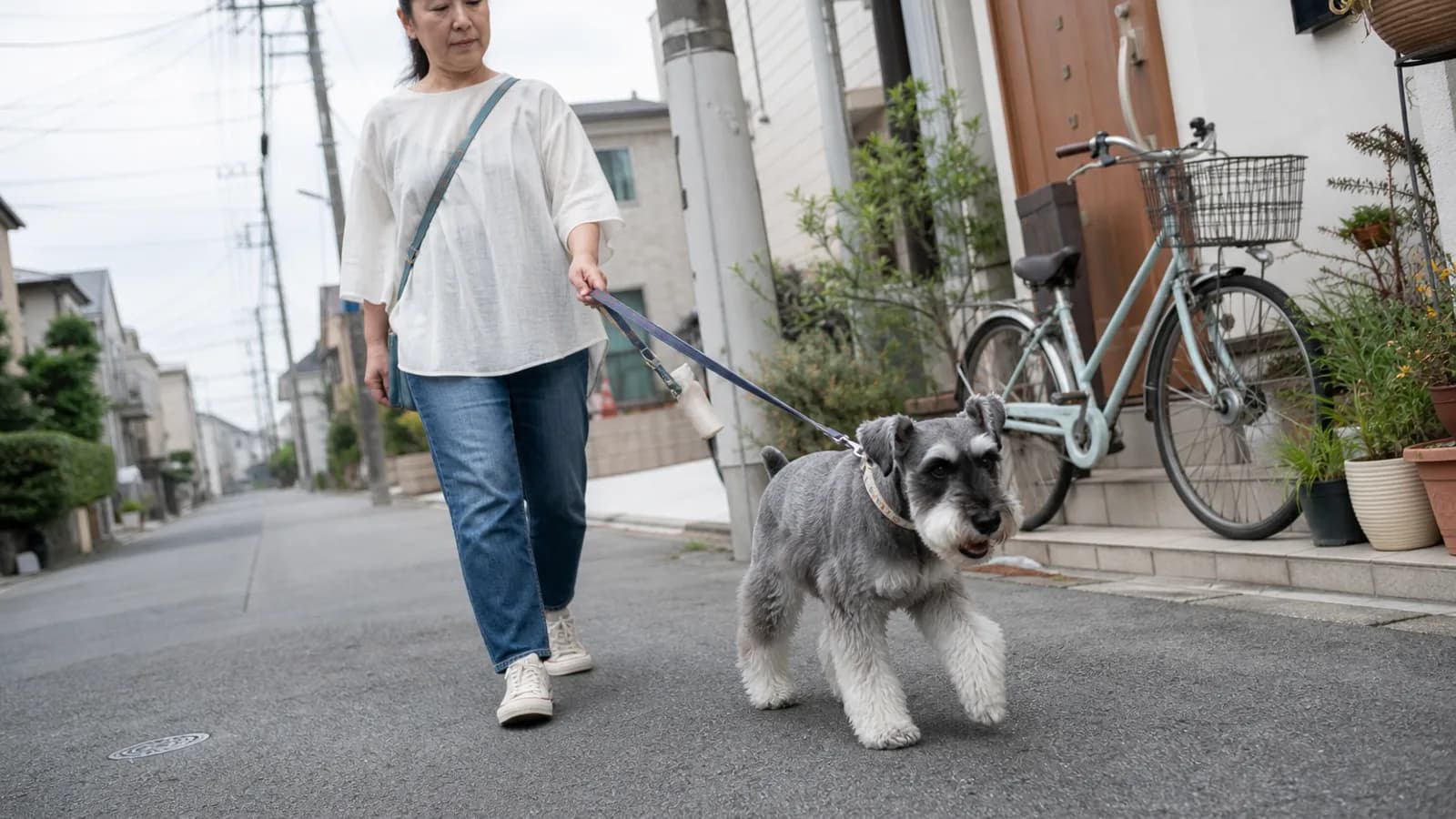 ミニチュアシュナウザーの性格と特徴。眉と口ひげが特徴的な犬種