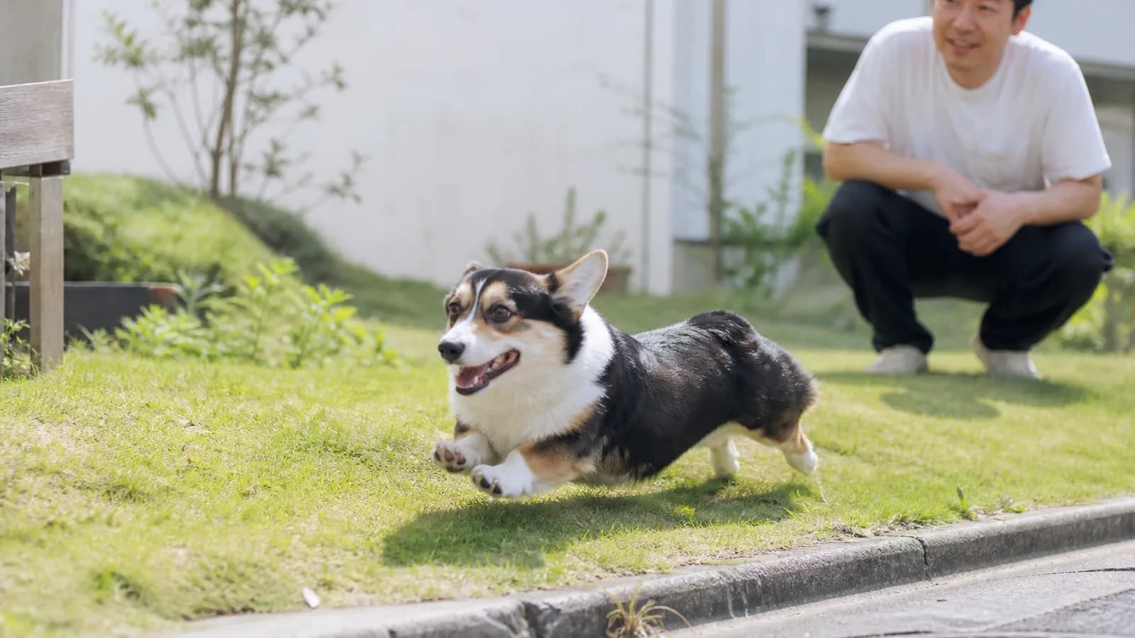 コーギーの性格と特徴。牧畜犬として作出された活発な気質を持つ犬種